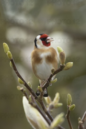 European goldfinch (Carduelis carduelis) adult bird singing in a flowering garden Magnolia tree in the springtime, Suffolk, England, United Kingdom