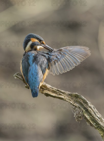 Kingfisher (Alcedo atthis) sitting on an old branch, perch with outstretched wings during plumage care, Lower Saxony, Germany