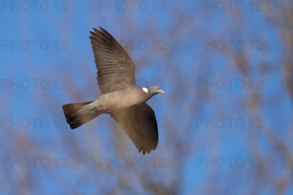 Woodpigeon (Columba palumbus) in flight against a blue sky, Hanover, Lower Saxony, Germany