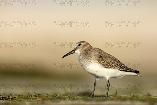 Dunlin, (Calidris alpina), snipe family, snipe, foraging, biotope, habitat, Barr Al Hikman, Shannah, Ash Sharqiyah South, Oman