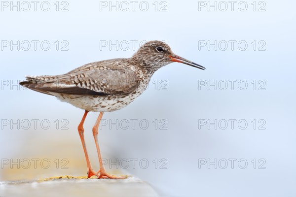 Redshank (Tringa totanus) calling, Schleswig-Holstein, Germany