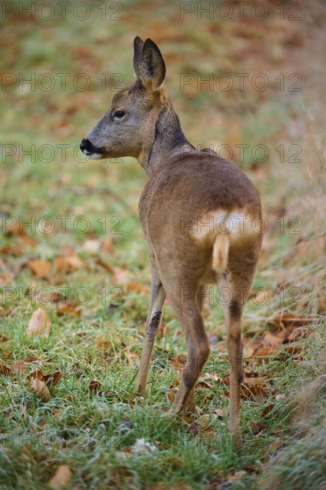 Roe deer (Capreolus capreolus), from behind in a meadow, Germany