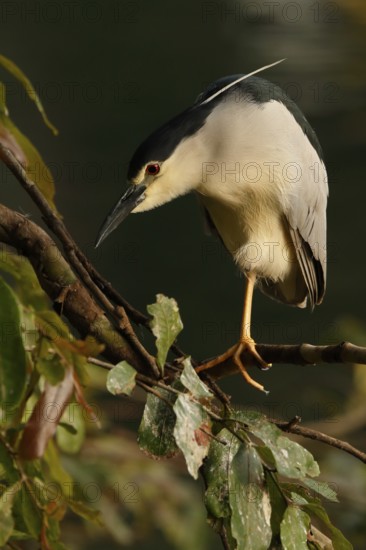 Black-crowned Night Heron (Nycticorax nycticorax) perched on a branch, Sri Lanka