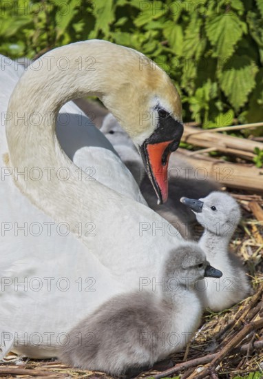 Mute Swan (Cygnus olor) with chicks in nest, Baden-Wuerttemberg, Germany