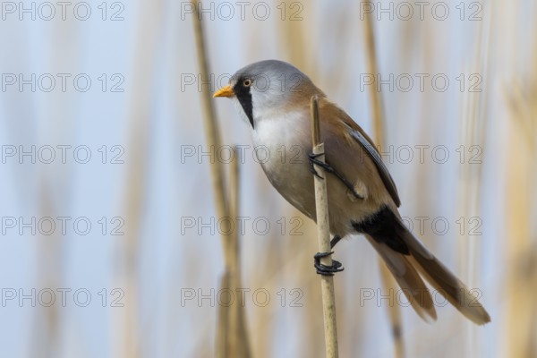 Bearded Reedling (Panurus biarmicus) male perched in reedbed, Mecklenburg-Western, Pomerania, Germany