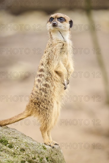 Meerkat (Suricata suricatta) standing on its hind feet, Bavaria, Germany Europe