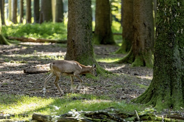 European mouflon (Ovis gmelini musimon), mouflon, young animal, walking through a sun-drenched forest, sun rays penetrating through the trees, soft shadows, Poing Wildlife Park, Upper Bavaria, Bavaria, Germany