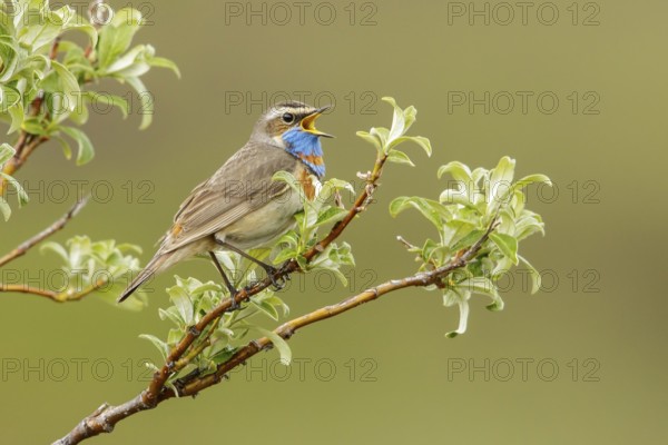 Bluethroat (Luscinia svecica) perched on a branch in Nome, Alaska