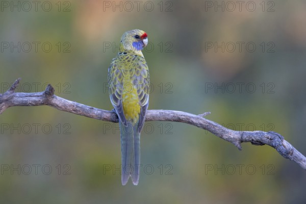 Yellow Rosella (Platycercus elegans flaveolus) male, Victoria, Australia