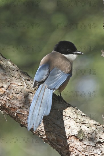 Iberian Magpie (Cyanopica cooki), Donana, Spain
