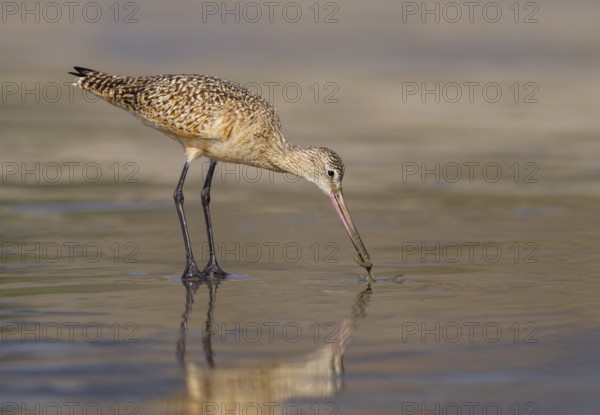 Marbled Godwit (Limosa fedoa) - Morro Bay, California