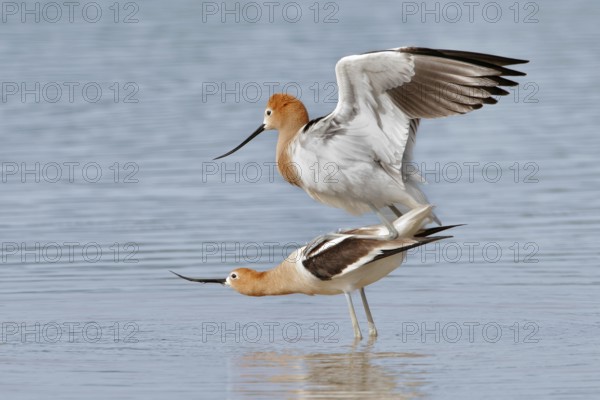 American Avocet (Recurvirostra americana), Arizona, USA