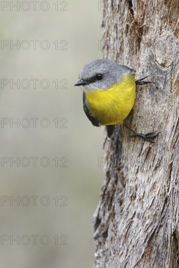 Eastern Yellow Robin (Eopsaltria australis), Victoria, Australia