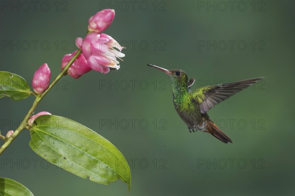 Rufous-tailed Hummingbird (Amazilia tzacatl), Costa Rica