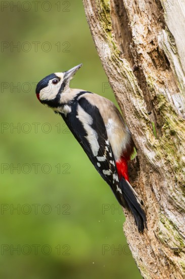 Great spotted woodpecker (Dendrocopos major) sitting on an old wrotten tree trunk in late summer, Bavaria, Germany