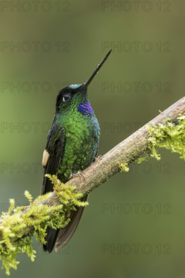 Buff-winged Starfrontlet (Coeligena lutetiae) perched on a branch in Colombia, South America