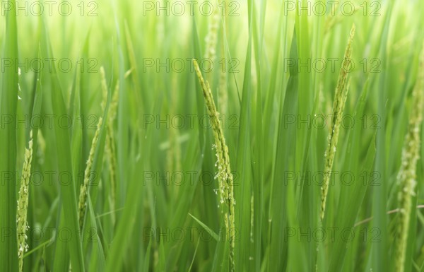 Close-up of vibrant green rice stalks with delicate grains and blooms
