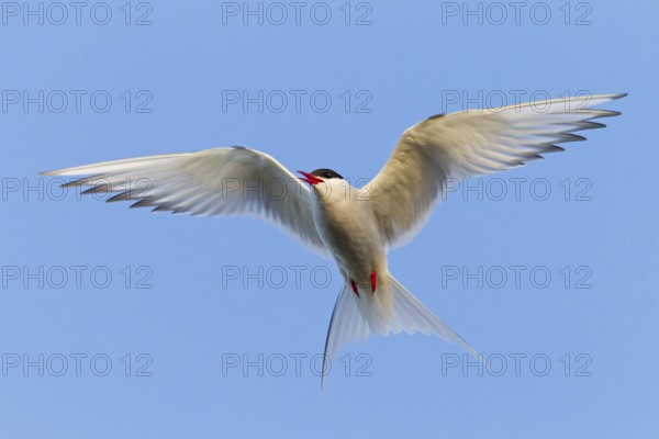 Arctic Arctic Tern, (Sterna paradisaea), animals, birds, subspecies of the tern family, flight photo, Kálfafellsstaður, Austurland, Iceland