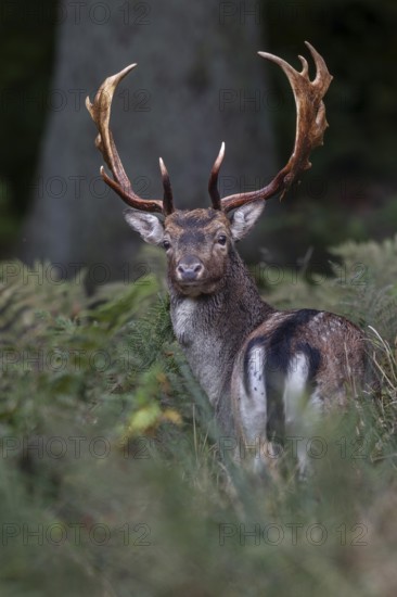 The fallow deer (Dama dama) looks in my direction with interest, autumn, rut, fallow deer rut, October, Germany