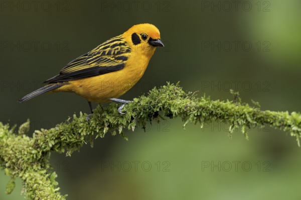 Golden Tanager (Tangara arthus) perched on a branch in Colombia, South America