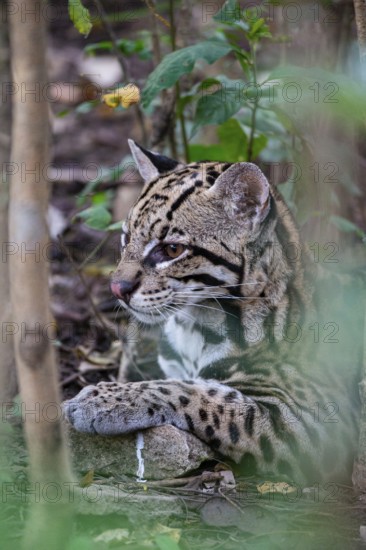 Ocelot (Felis pardalis) Pantanal Brazil