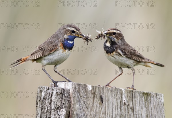 Bluethroat (Luscinia svecica cyanecula) pair with feed for chicks in beak, Schleswig-Holstein, Germany