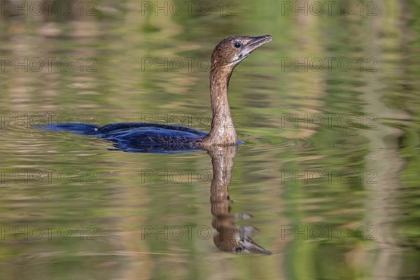 Animals, birds, Pygmy Cormorant, (Phalacrocorax pygmeus), biotope, habitat, swims in water, foraging, family of cormorants Lesbos Island, Lesbos, Greece