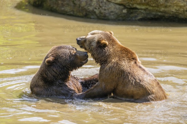Eurasian brown bear (Ursus arctos arctos) playing with each other in a little lake, Bavarian Forest, Bavaria, Germany