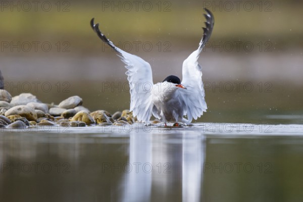 Common Tern (Sterna hirundo), North Rhine-Westphalia, Germany