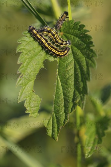 Caterpillar, Small tortoiseshell, (Aglais urticae), Butterfly, Butterfly, Lepidoptera, Insect, Macro Feldberg region, Black Forest, Baden-Württemberg, Germany