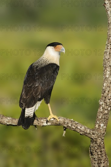 Northern Crested Caracara (Caracara cheriway), Texas, USA