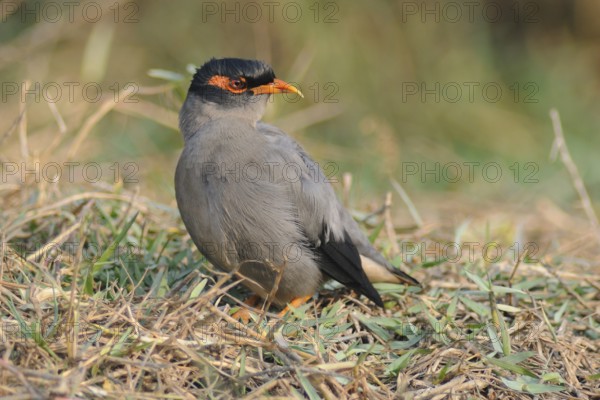 Bank Myna (Acridotheres ginginianus), Keoladeo National Park, India