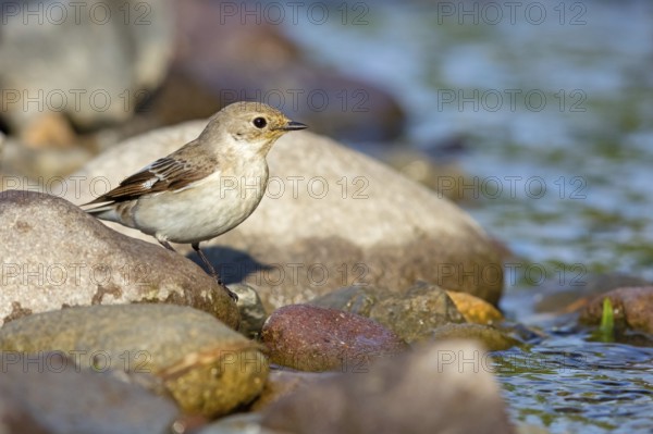 Halsbandschnäpper, Ficedula albicollis, Collared Flycatcher, Gobe-mouche à collier, Gobemouche à collier, Papamoscas Acollarado