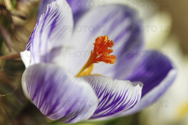 Close-up of a purple crocus (Crocus) blooming in the foreground with a soft background, Siegen North Rhine-Westphalia