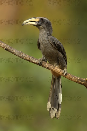 Malabar Grey Hornbill (Ocyceros griseus) female perched on a branch, Kerala, India