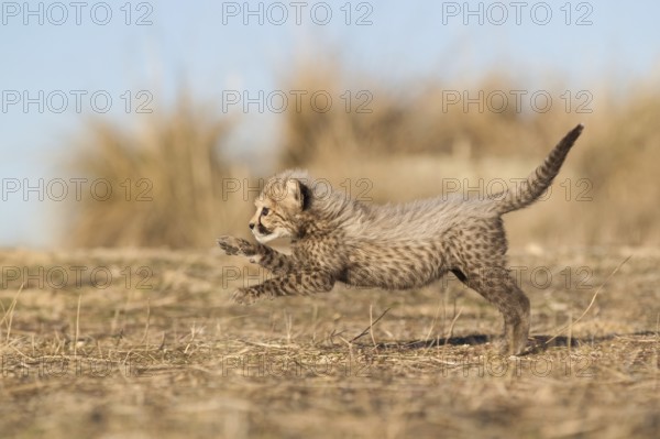 Cheetah (Acinonyx jubatus) cub running and jumping, Castile-La Mancha, Spain