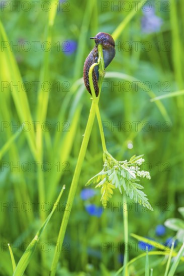 Snail eating on a plant stem in a lush green meadow a summer day