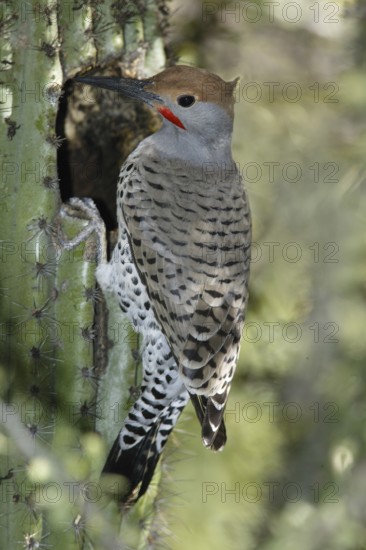 Northern Flicker (Colaptes auratus), Arizona, USA