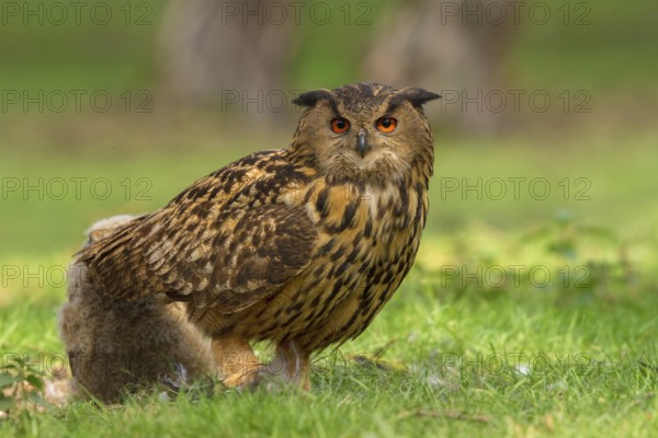 Eurasian Eagle-Owl (Bubo bubo) female with chick, Utrecht, Netherlands