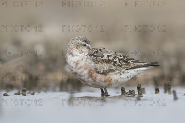 Curlew Sandpiper (Calidris ferruginea) resting on shoreline, Mecklenburg-Western Pomerania, Germany
