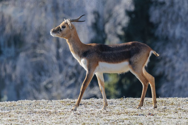 A young male blackbuck (Antilope cervicapra) stands in a hoar-frost covered meadow on a sunny morning, backlit by the sun. A hoar-frost covered forest can be seen in the background. Captive