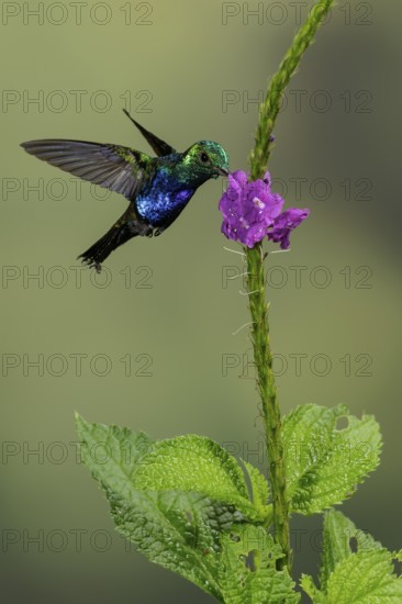 Violet-bellied Hummingbird (Damophila julie) flying while feeding at a flower in the South of Ecuador