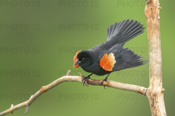 Red-winged Blackbird (Agelaius phoeniceus) male perched on a dried branch, Colorado, USA