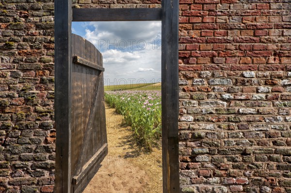 Gate in an Opium poppy field, Germerode, Werra-Meissner district, Hesse, Germany, photomontage