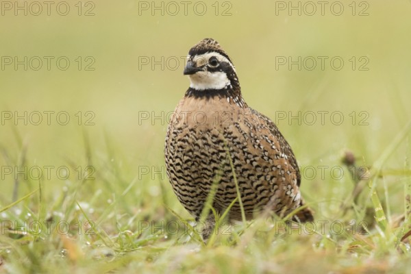 Northern Bobwhite (Colinus virginianus) male, Texas, USA