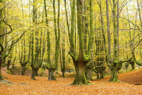 Serene beauty of Gorbea Natural Park in autumn. This image captures the vibrant colors of fall leaves, tall trees, and tranquil atmosphere in the Basque Country, Spain