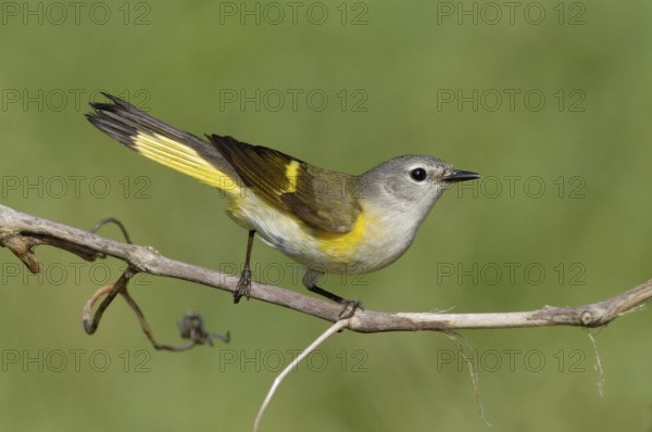 American Redstart (Setophaga ruticilla) female, Texas, USA
