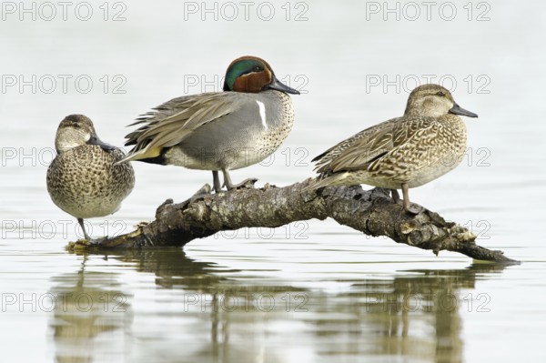 Green-winged Teal (Anas carolinensis) female, Texas, USA