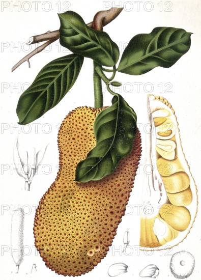 Cempedac tree, Artocarpus integer, or also called champedac, is a species of plant belonging to the genus Breadfruit trees, Artocarpus, within the mulberry family, Moraceae, Historic, digitally enhanced reproduction of a period original