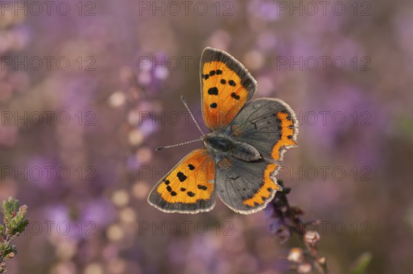Small copper butterfly (Lycaena phlaeas) adult insect feeding on a heather flower on a heathland in summer, Suffolk, England, United Kingdom